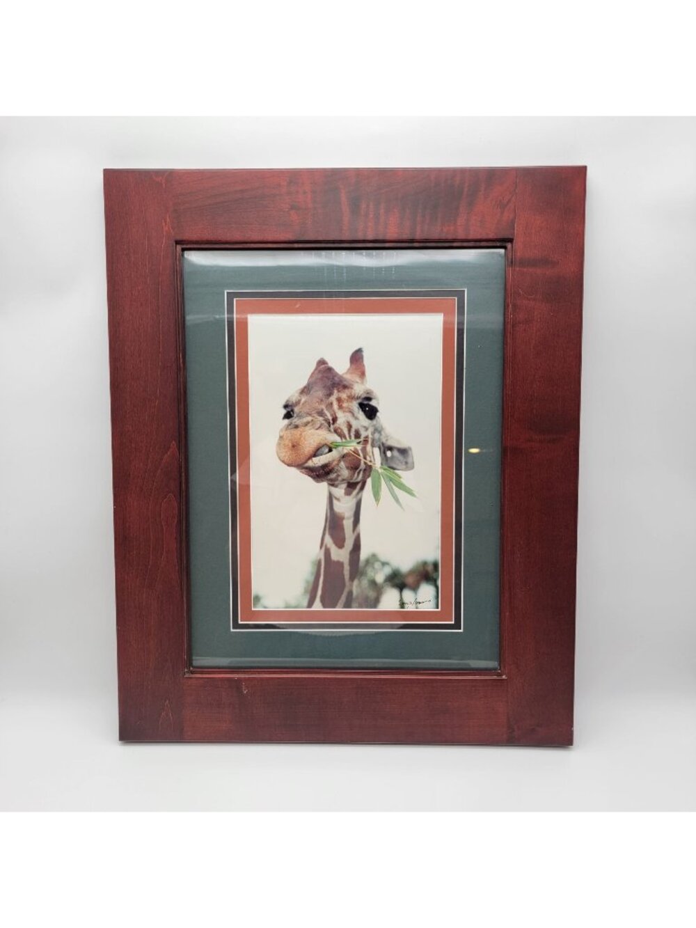 Gerry Lamarre Giraffe Eating Bamboo Photo Print Framed
